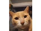Adopt Gobi a Orange or Red Tabby Domestic Shorthair / Mixed (short coat) cat in