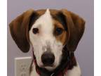 Adopt Clay a Tan/Yellow/Fawn Hound (Unknown Type) / Mixed Breed (Medium) / Mixed