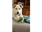 Adopt Kai a White Husky / Labrador Retriever / Mixed dog in Galveston