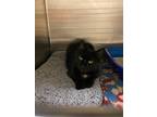 Adopt Tricera a Domestic Shorthair / Mixed (short coat) cat in Fall River