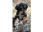 Adopt Bolt a Catahoula Leopard Dog / Labrador Retriever / Mixed dog in