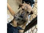 Adopt Rain a Catahoula Leopard Dog / Labrador Retriever / Mixed dog in