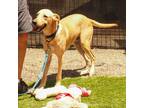 Adopt Houston a Mixed Breed (Medium) / Mixed dog in San Diego, CA (41286883)