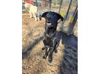 Adopt Levon (SPONSORED IN JENNAS HONOR) a Black German Shepherd Dog / Mixed dog