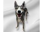 Adopt Princess a Mixed Breed (Medium) / Mixed dog in Morgantown, KY (41194327)