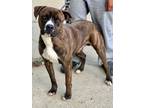Adopt Oakley a Boxer / Mixed dog in Jackson, MS (39240368)