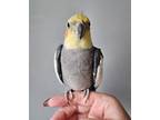 Adopt Taz a Cockatiel bird in St. Louis, MO (41286845)