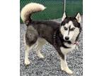 Adopt Rex a Husky / Mixed dog in Mt. Gilead, NC (41263703)