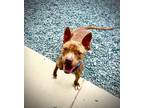 Adopt Andy- Red a Mixed Breed (Medium) / Mixed dog in Mt. Gilead, NC (41263676)