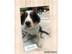 Adopt Perth Puppy a Tricolor (Tan/Brown & Black & White) Australian Shepherd /