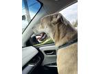 Adopt Gus a White American Pit Bull Terrier / Labrador Retriever / Mixed dog in