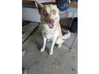Adopt JETT a Husky / Mixed dog in Lindsay, CA (41253720)