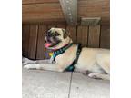 Adopt Pinecone (aka Roscoe) a White Pug / Beagle dog in New York, NY (41286776)