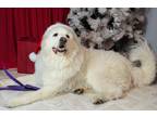 Adopt Winter a White Great Pyrenees / Labrador Retriever dog in Dallas