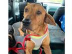 Adopt Mimi 2 a Brown/Chocolate Redbone Coonhound / Carolina Dog dog in Dallas