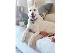 Adopt Cali a White German Shepherd Dog / Mixed dog in Mooresville, NC (41286525)