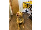 Adopt Zena a Pit Bull Terrier dog in Opelousas, LA (41286796)