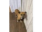 Adopt Pam a Tan/Yellow/Fawn - with White Terrier (Unknown Type