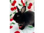Adopt Vienna a Black Mini Rex / Mixed (short coat) rabbit in Williston