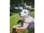 Adopt Auggie a White - with Black Dalmatian / Mixed dog in Knoxville