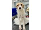 Adopt Katie a Tricolor (Tan/Brown & Black & White) Jack Russell Terrier / Jack