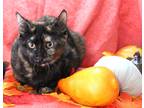 Adopt Avon a Brown Tabby Domestic Shorthair cat in Greensboro, NC (39342371)