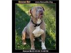 Adopt Brutus a Tan/Yellow/Fawn - with White Pit Bull Terrier / Mixed dog in