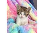 Adopt Kitten: Princess Charlotte a Domestic Shorthair / Mixed cat in Columbia
