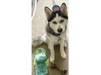 Adopt Kyro a White - with Black Husky / Mixed dog in Phoenix, AZ (41286662)