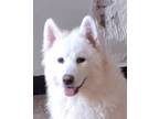 Adopt Kenzo (Middle East, ST) a White Samoyed / Mixed dog in Langley