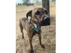 Adopt MR WIGGLES a Brindle - with White Terrier (Unknown Type