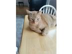 Adopt Sebastian a Orange or Red Tabby / Mixed (short coat) cat in Columbia
