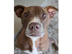 Adopt Nora a Pit Bull Terrier / Labrador Retriever / Mixed dog in Ocala