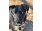 Adopt MAX a Black - with White Australian Cattle Dog / Mixed dog in Weatherford