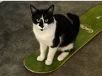 Adopt Kevin a Black & White or Tuxedo American Shorthair / Mixed (short coat)