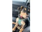 Adopt ZhuZhu a Black - with Tan, Yellow or Fawn Border Collie / Mixed dog in