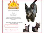 Adopt Dixxie a Black American Pit Bull Terrier / Australian Cattle Dog / Mixed