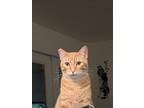 Adopt Viktor (Thumbs) a Orange or Red Tabby Domestic Shorthair (short coat) cat