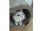 Adopt Agatha a Cream or Ivory (Mostly) Domestic Shorthair (short coat) cat in
