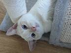 Adopt Hercule a Cream or Ivory (Mostly) Domestic Shorthair (short coat) cat in