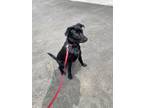 Adopt Koa a Black Labrador Retriever / Australian Cattle Dog / Mixed dog in San