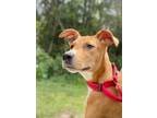 Adopt Raphael a Labrador Retriever / Mixed dog in St. Francisville