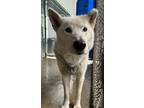 Adopt Yuma (Foster Home) a Tan/Yellow/Fawn Alaskan Malamute / Mixed dog in