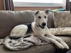 Adopt Kimber (Foster Home) a White Husky / Mixed dog in Tinley Park