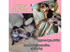 Adopt Junie a Brindle Catahoula Leopard Dog / Cattle Dog / Mixed dog in Dallas