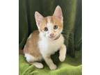 Adopt Fagan a Orange or Red Domestic Mediumhair / Domestic Shorthair / Mixed cat