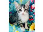 Adopt Athena a Brown Tabby Domestic Shorthair / Mixed Breed (Medium) / Mixed