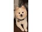 Adopt Blanco a Black - with Tan, Yellow or Fawn Pomeranian / Mixed dog in
