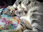 Adopt Kiki a Gray, Blue or Silver Tabby Tabby / Mixed (short coat) cat in Hemet