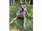 Adopt Delta a Gray/Silver/Salt & Pepper - with Black American Pit Bull Terrier /